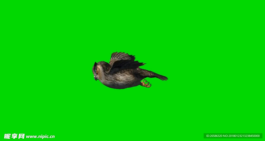 猫头鹰飞翔绿屏抠像视频素材