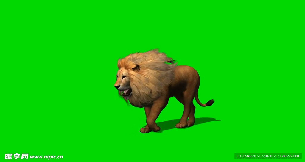 狮子绿屏抠像视频素材