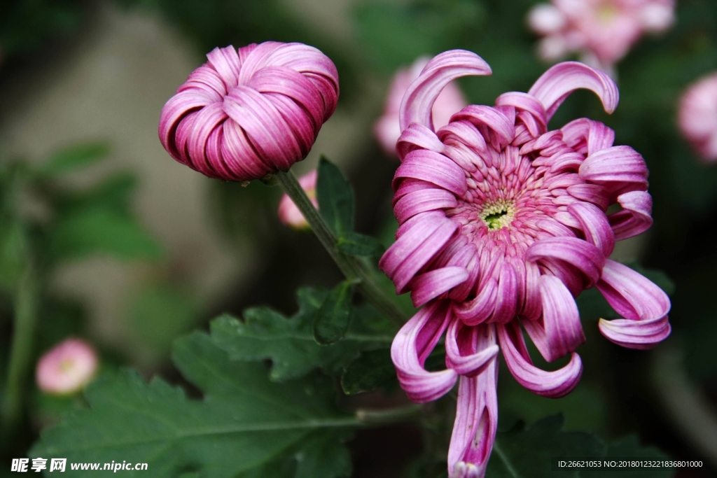 菊花