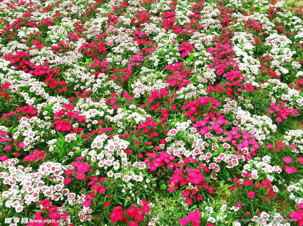 花草