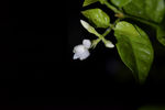 黑暗中的茉莉花