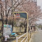 日本奈良樱花