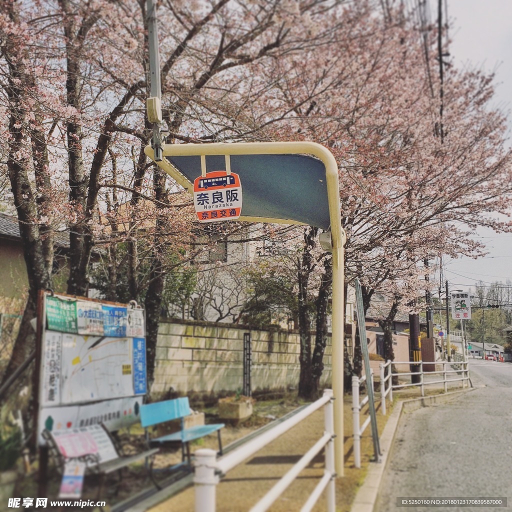 日本奈良樱花