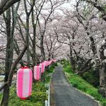 日本樱花季