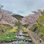 日本樱花季
