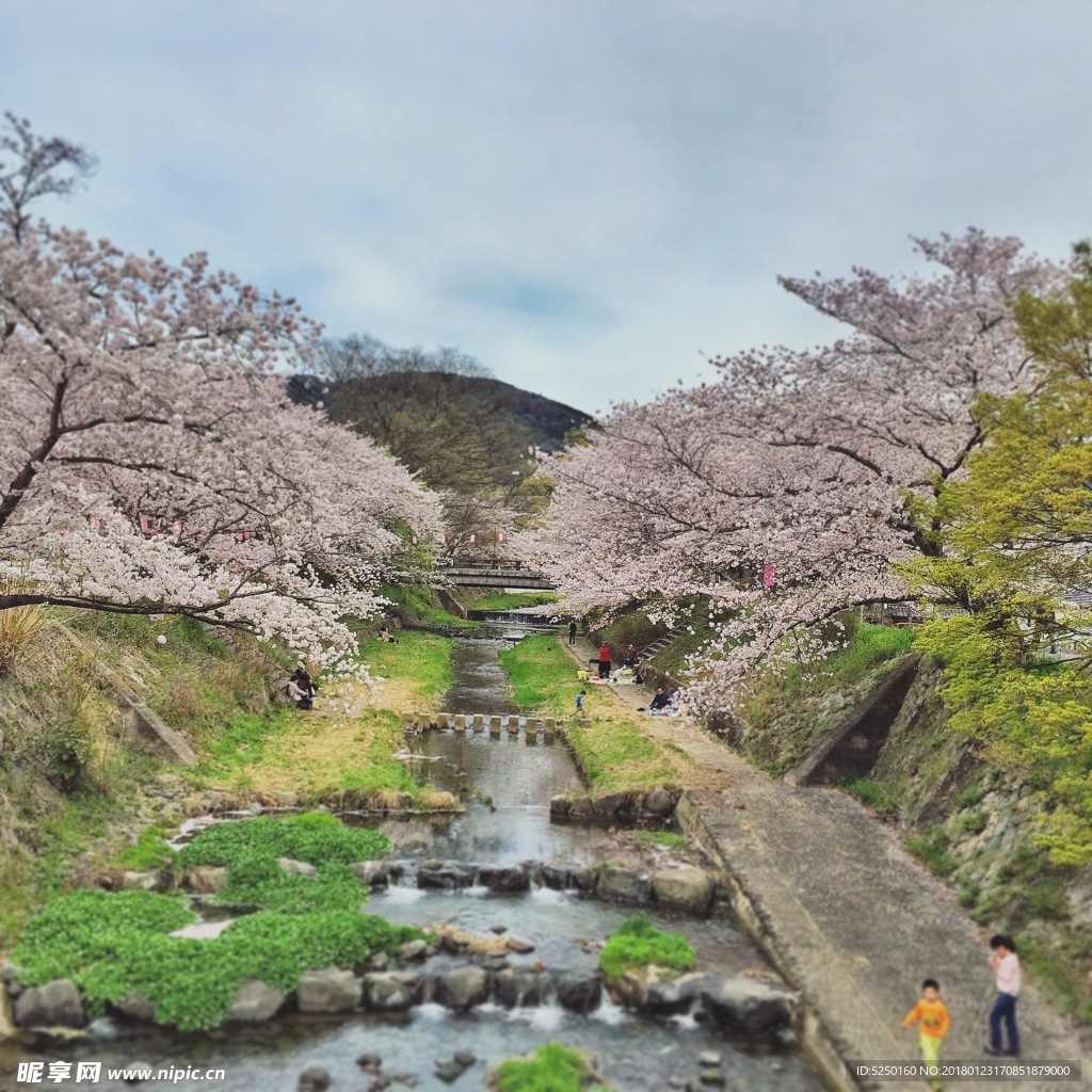 日本樱花季