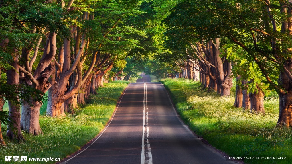 户外森林公路风景图片