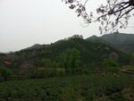 茶山