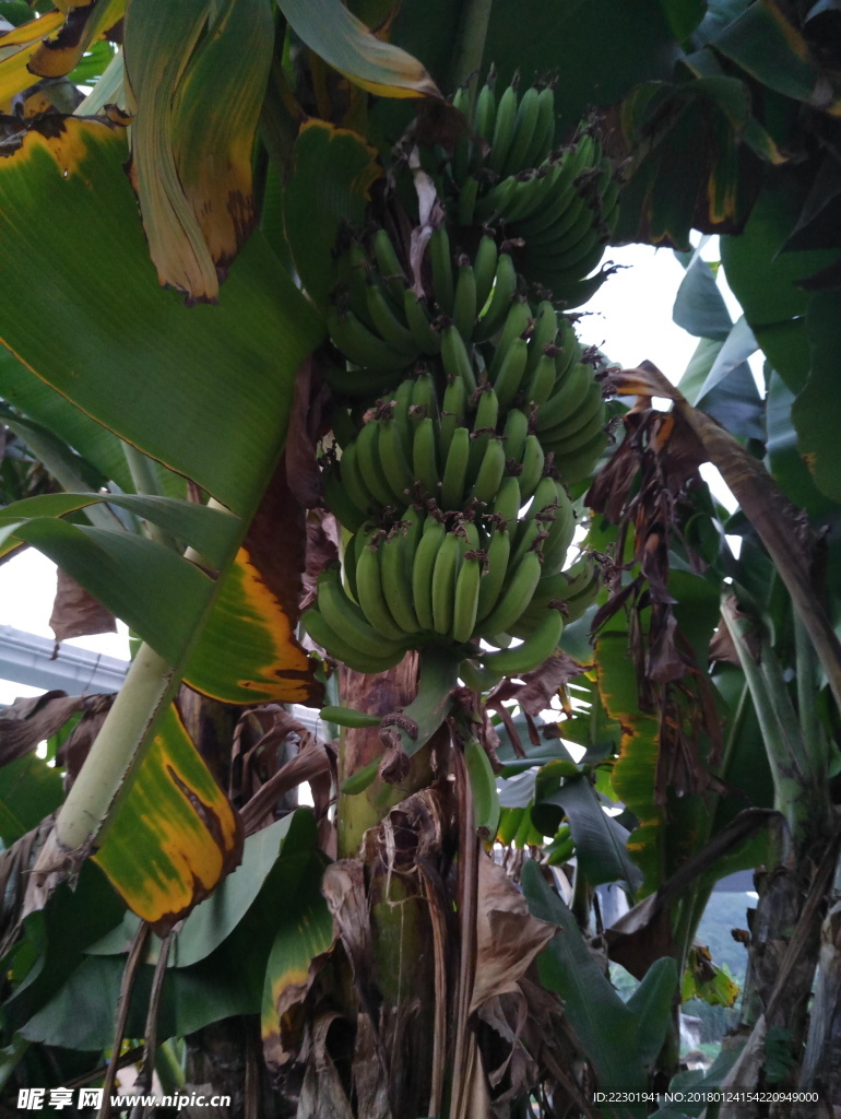 香蕉树