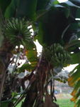 香蕉树