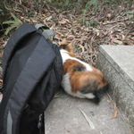 小花猫
