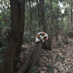 小花猫