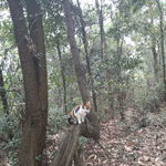 小花猫