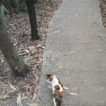 山间小花猫