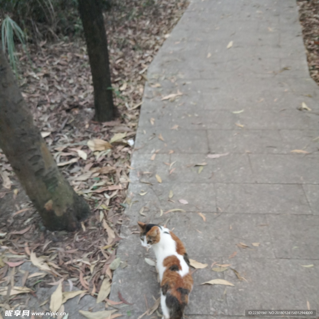 山间小花猫