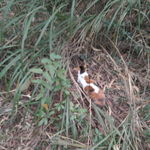 山坡小花猫