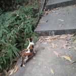 山野小花猫
