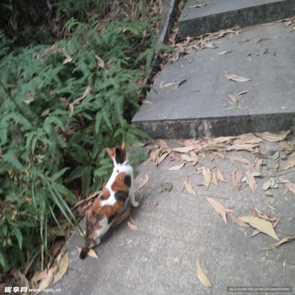 山野小花猫