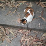 小花猫