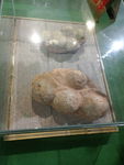 恐龙蛋