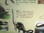 恐龙