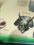 恐龙