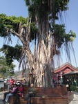 榕树  大树