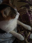 小花猫