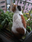 小花猫