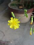 苦荬菜