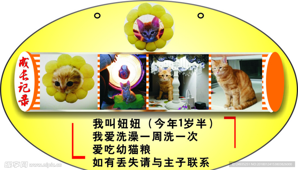 田野小黄猫