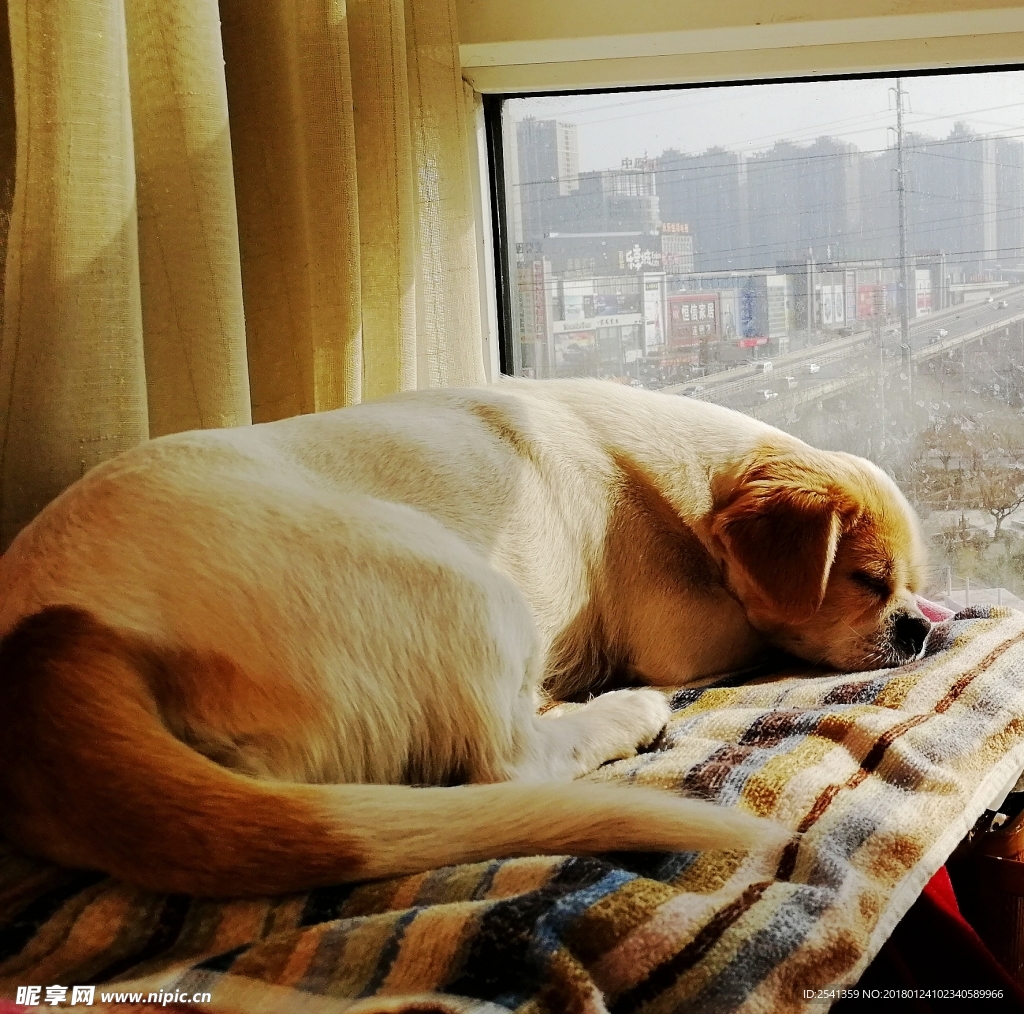 阳光和狗