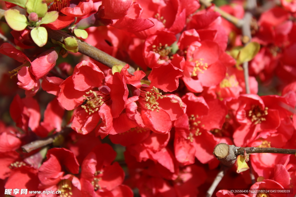 花