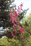 花、树