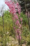 花、树