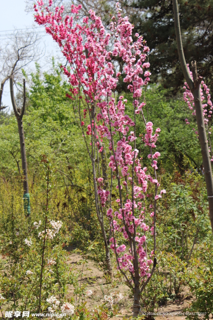 花、树
