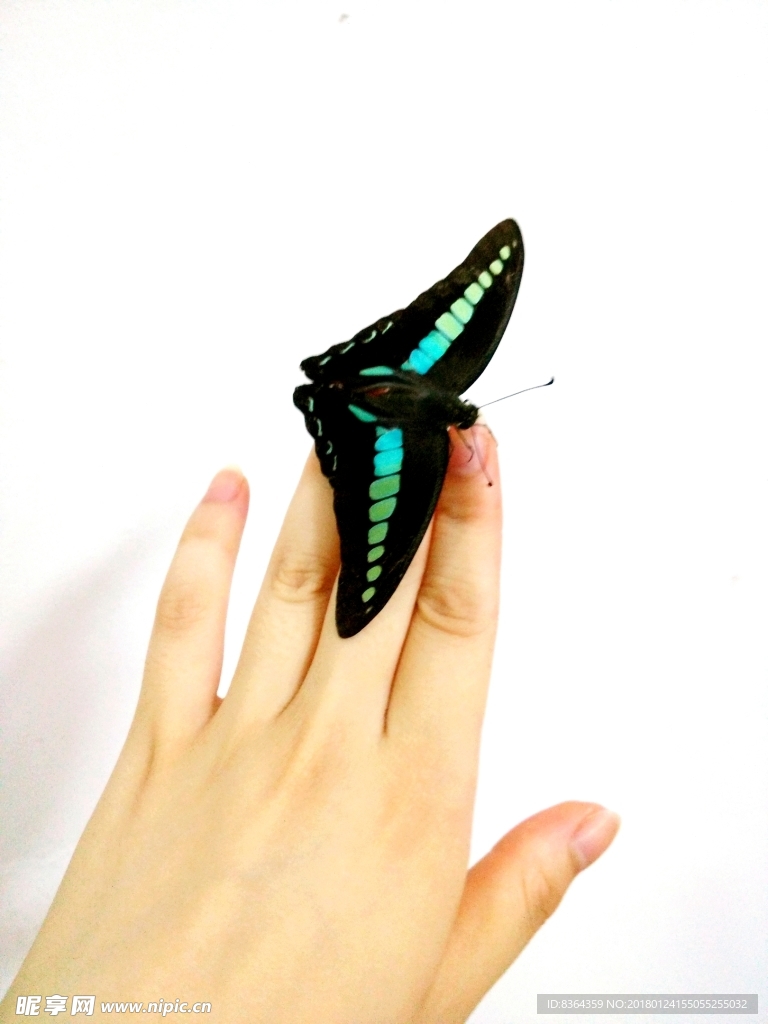 指尖的蝴蝶