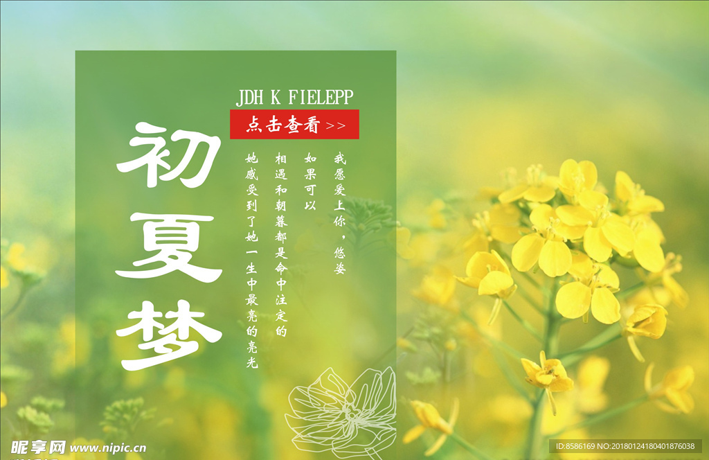 油菜花
