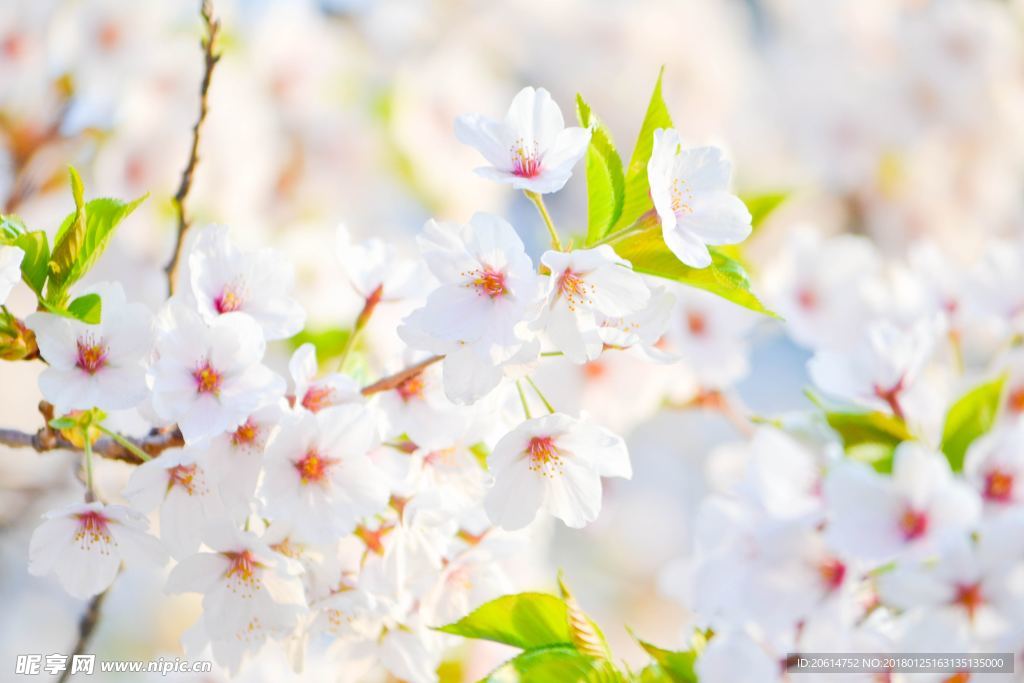 洁白的花朵