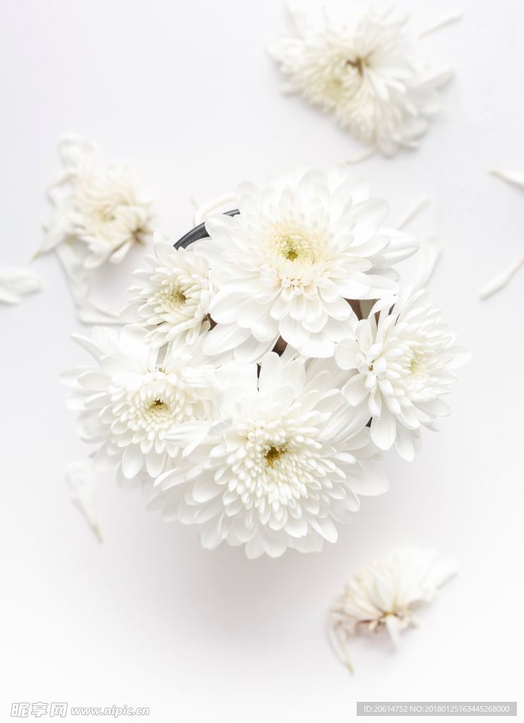洁白的花朵