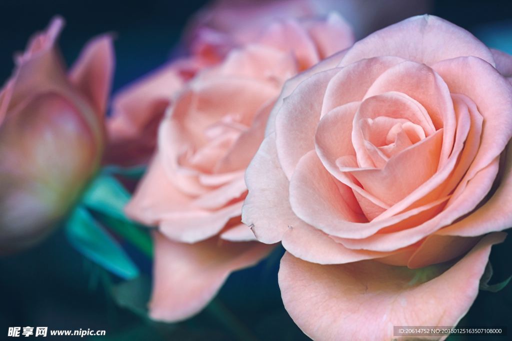盛开的花朵