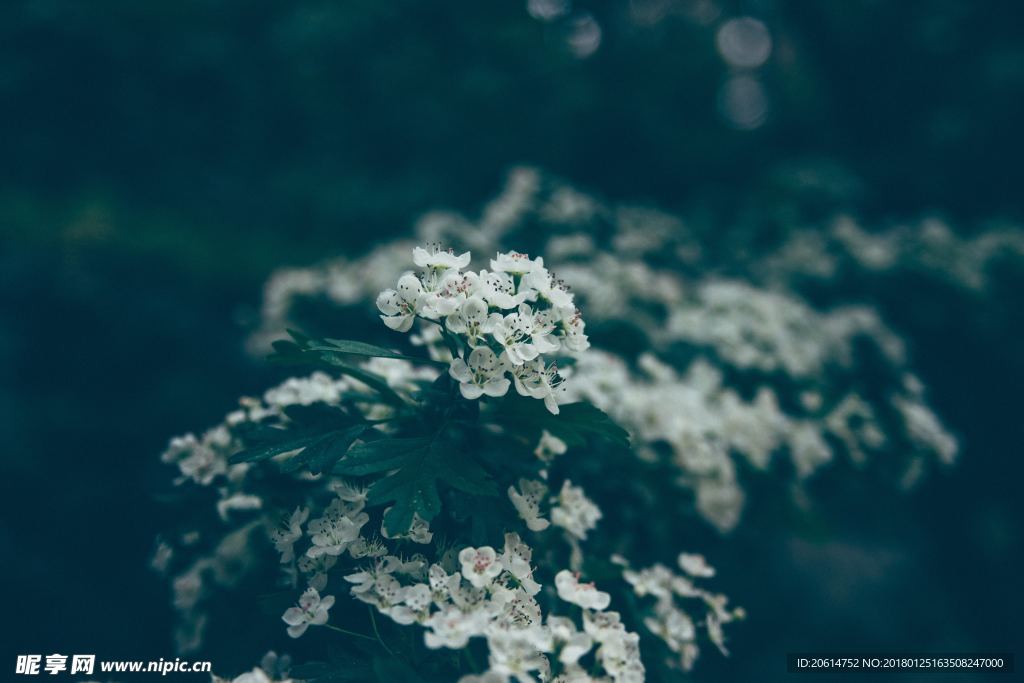洁白的花朵
