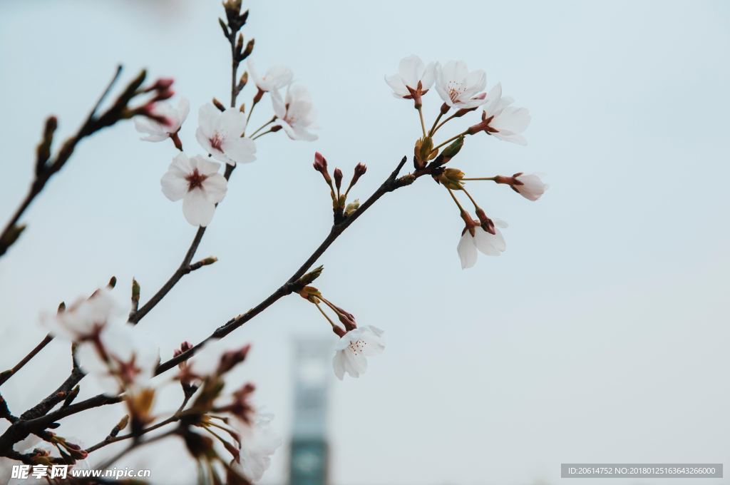 洁白的花朵