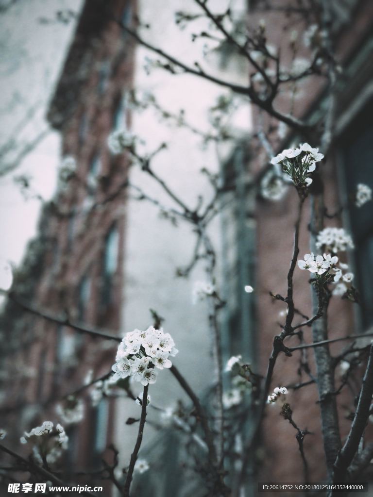 洁白的花朵
