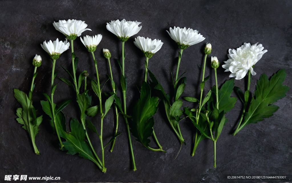 白色菊花
