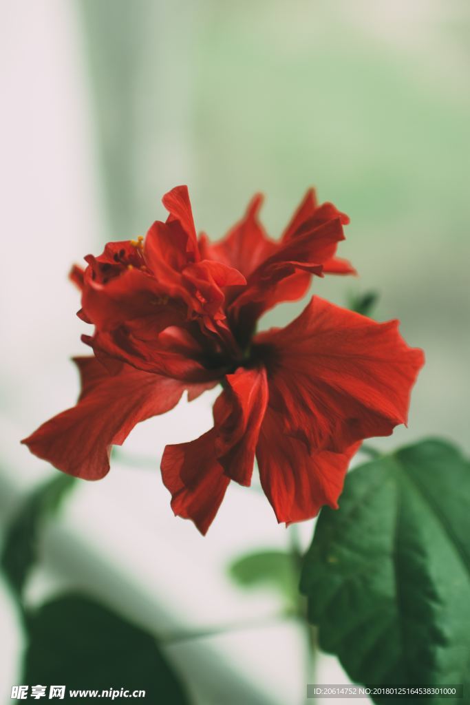 盛开的红色花朵