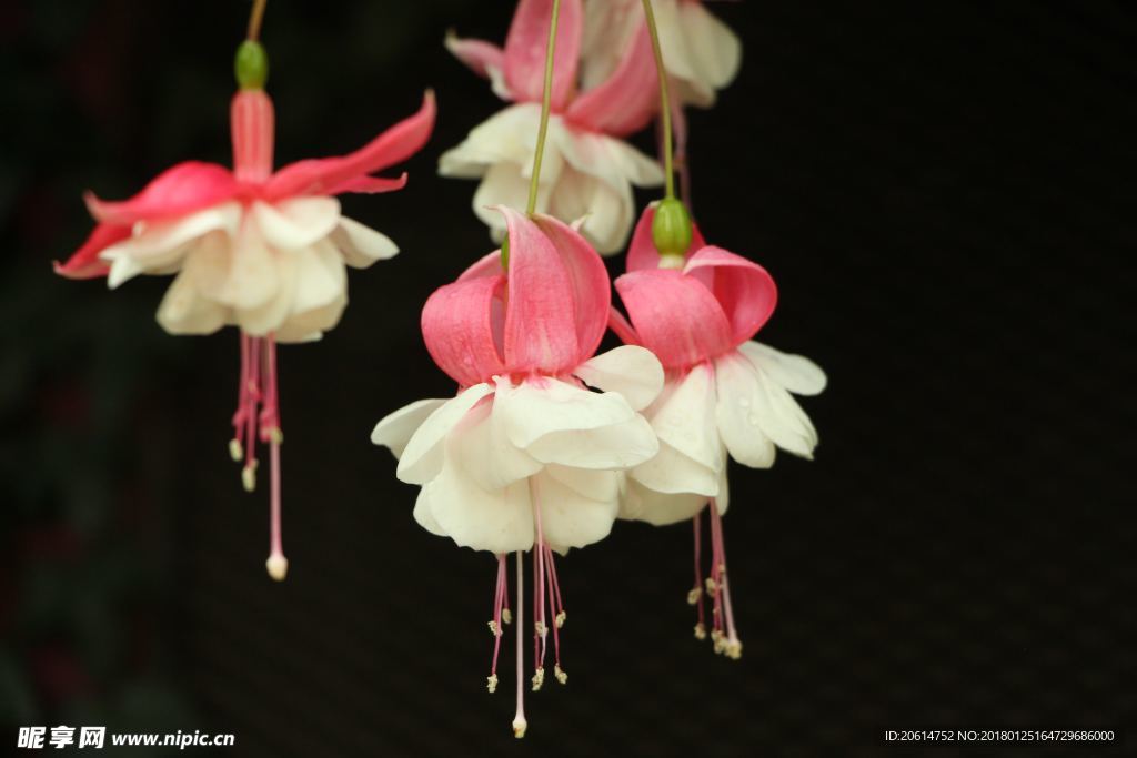 盛开的花朵