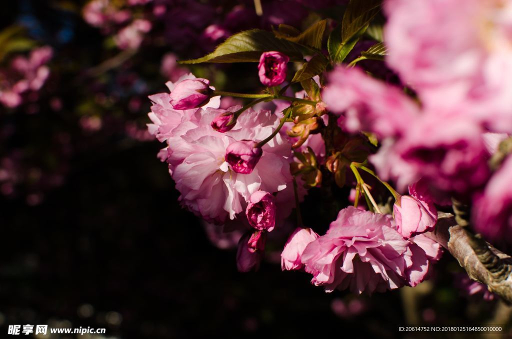 美丽的花朵