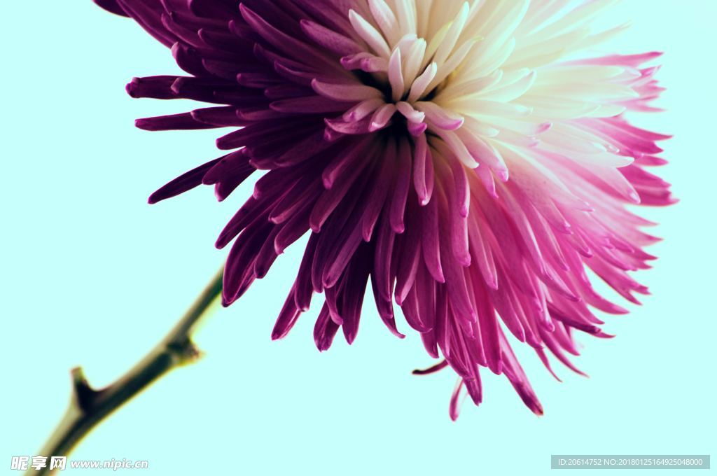 红色菊花