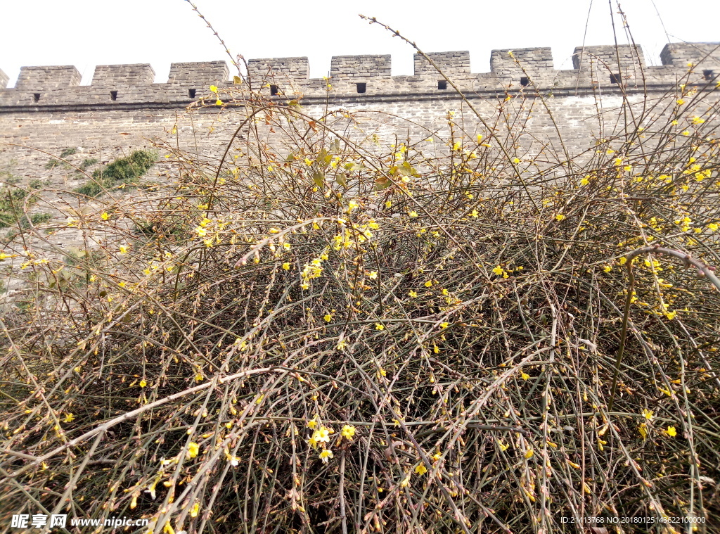 迎春花